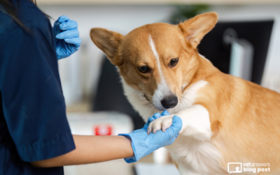 AI in Veterinary Diagnostics – You Can Go Your Own Way